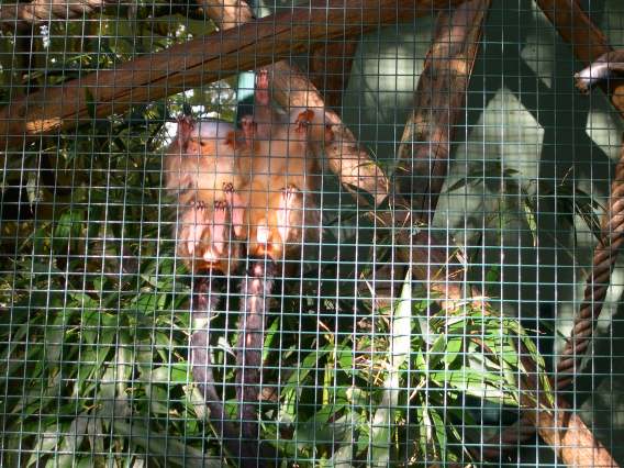  Ouistitis argentés (Zoo de la Citadelle)